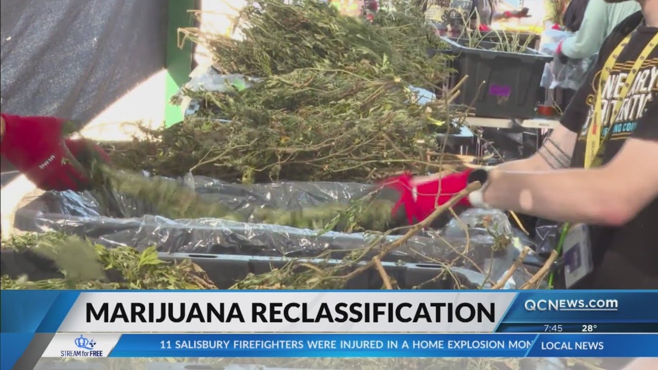 Trump is &lsquo;considering&rsquo; marijuana reclassification