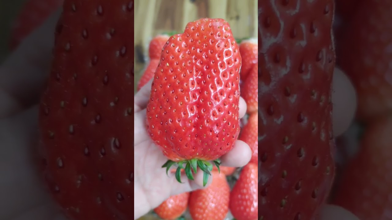 $22 for a pack of sweet Korean strawberries is expensive but delicious