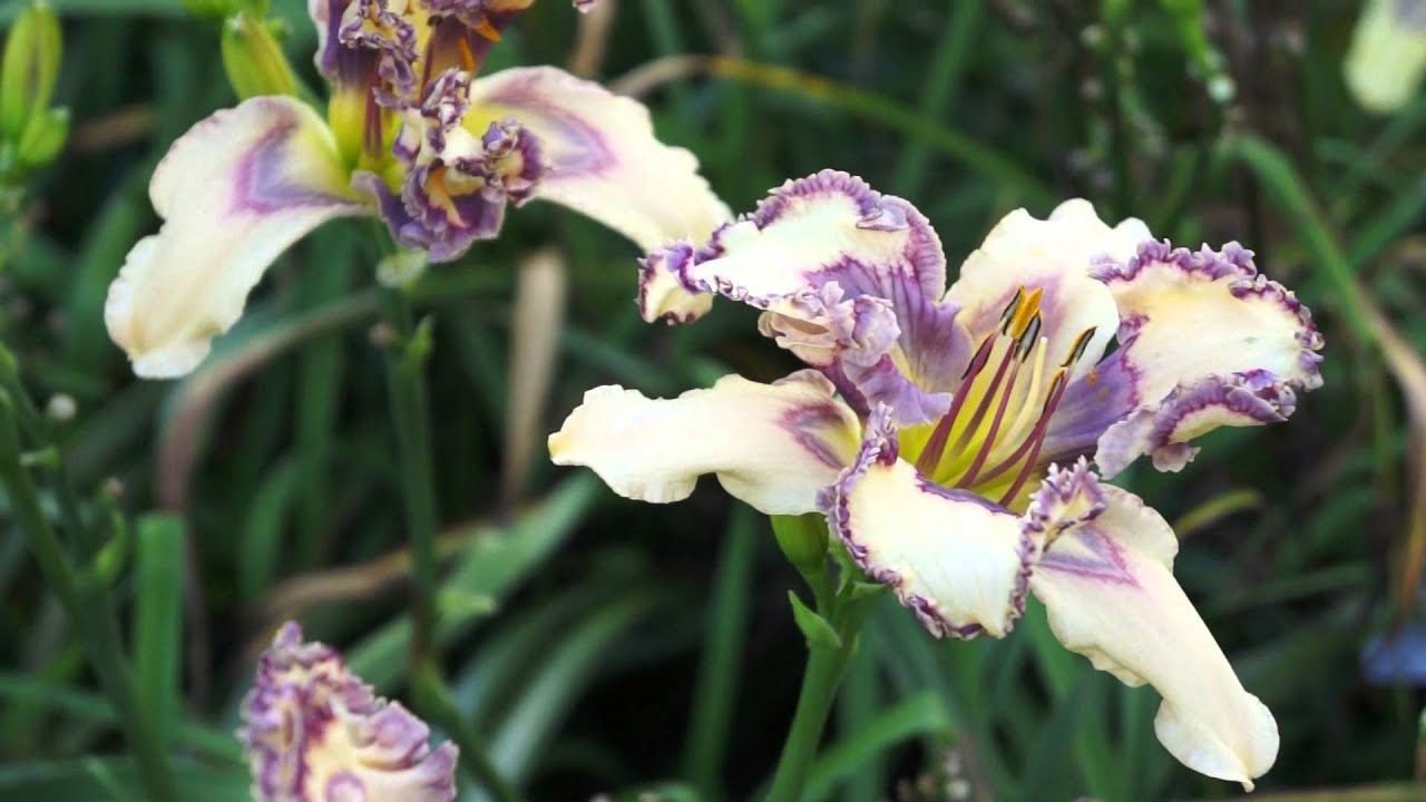 LADYBUG DAYLILIES 2016 INTRODUCTIONS