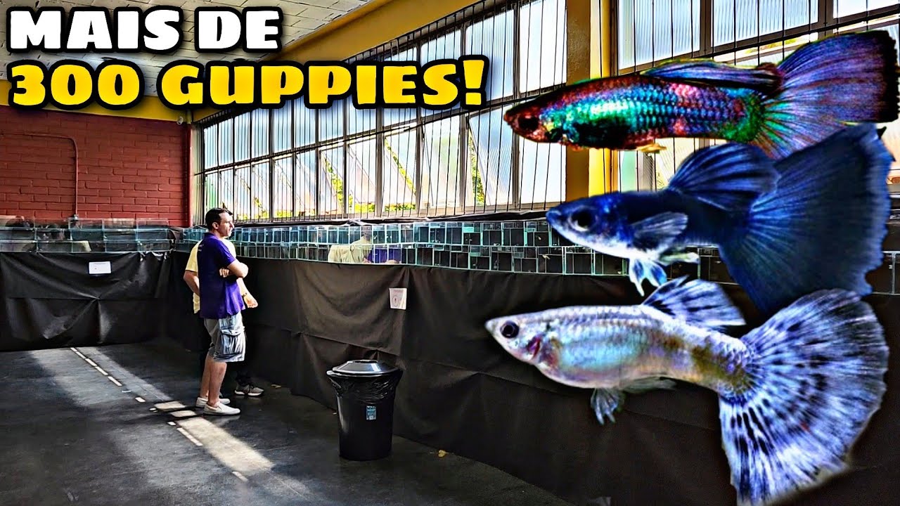 VISITEI UMA EXPOSIÇÃO DE GUPPY! OS MAIS TOPS QUE JA VI!