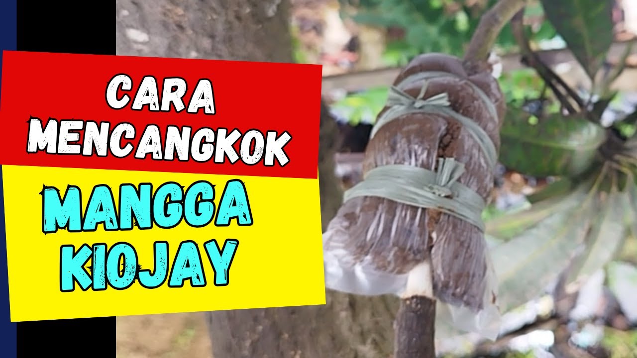 Cara Mencangkok Mangga | Cangkok Mangga Kiojay