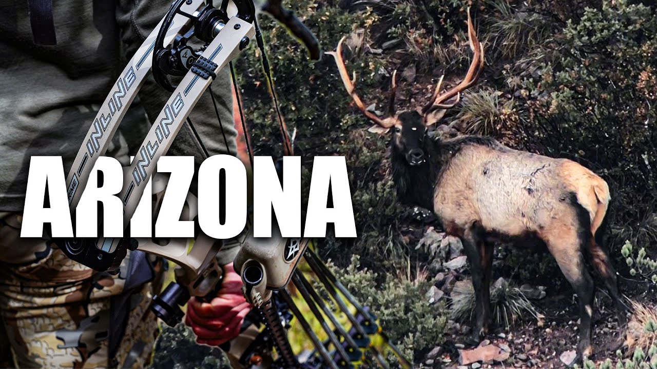 ARIZONA LATE ARCHERY ELK HUNT | BULLS EVERYWHERE