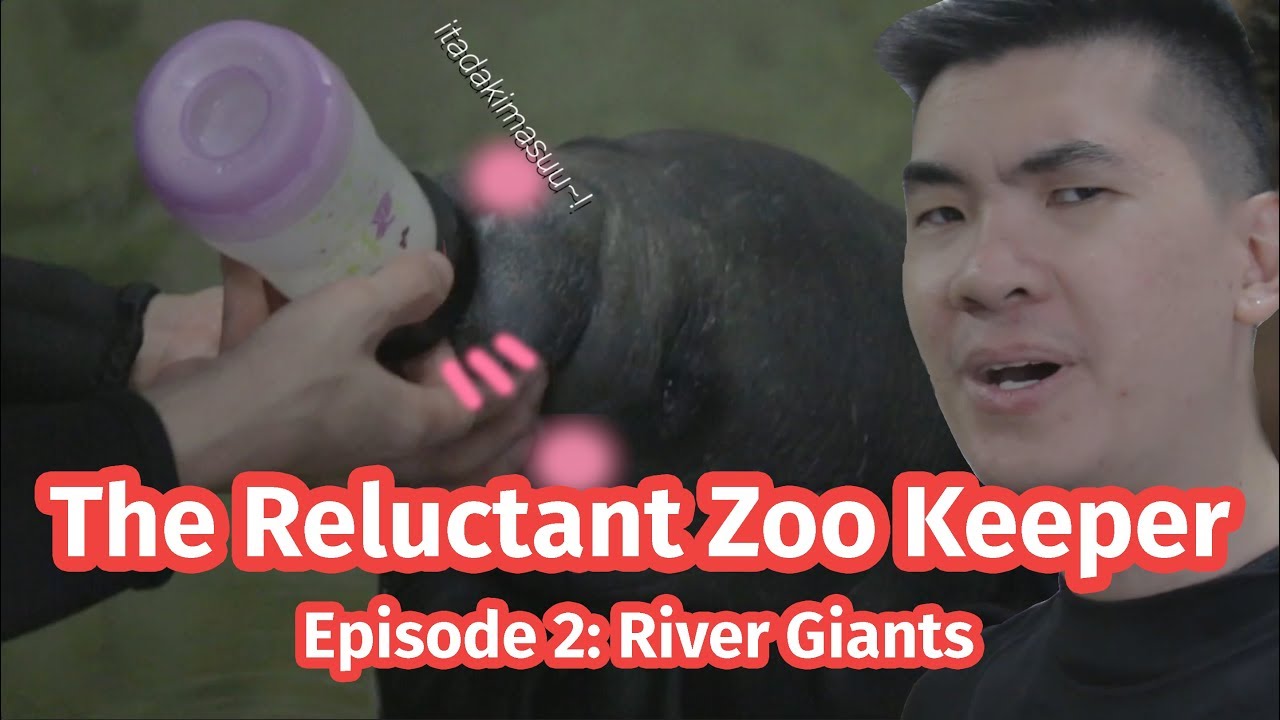 Manatees vs Human - [The Reluctant Zookeeper Ep 2]
