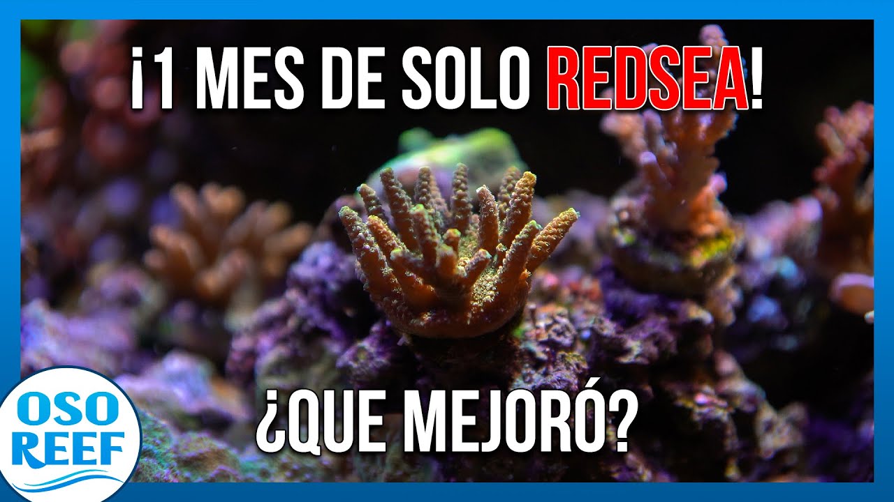 REDSEA Coral Care Program 1er mes Resultados