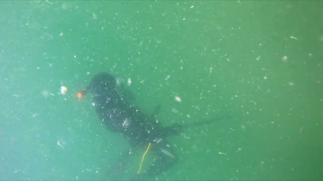 Spot anmeldelse: Hammerhavn (UV-jagt)