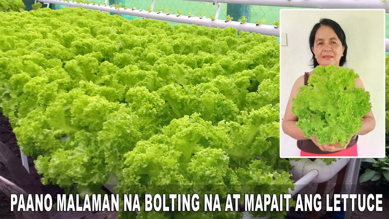 Tips - Paano Malaman Bolting na ang Lettuce Grown in Water on PVC Pipe - Hydro Farm Technology