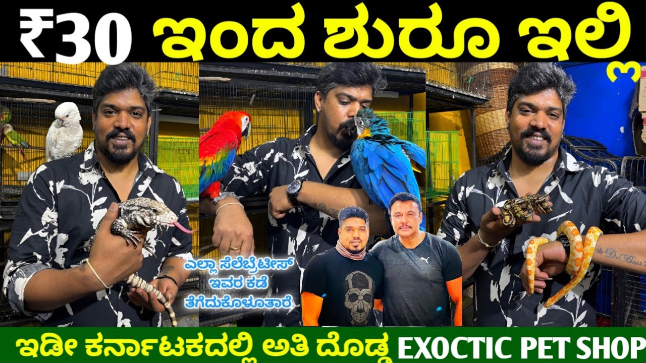 Exoctic Birds for Sale / All Pets are Available at Wholesale Price / Imported Animals in Bengaluru