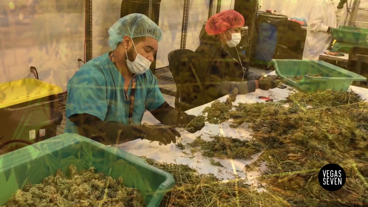 Touring The Reef Dispensary in Las Vegas