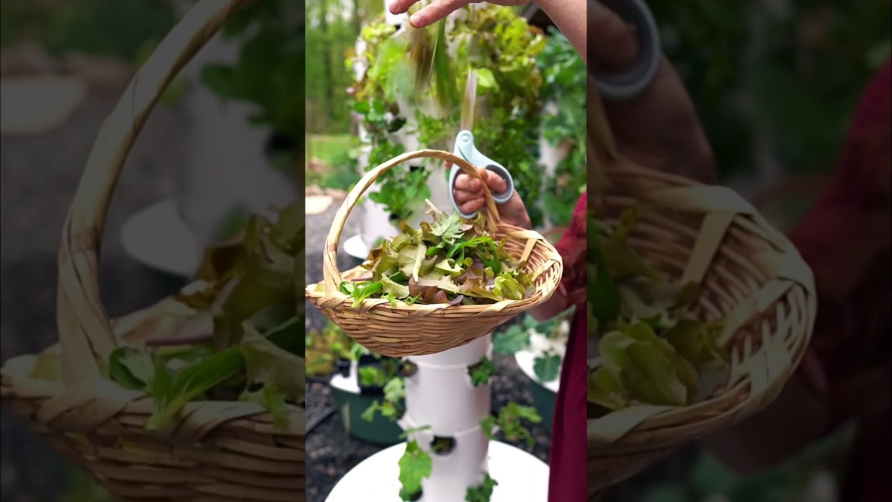 Vertical gardening on an aeroponic Tower Garden for sustainable food security.