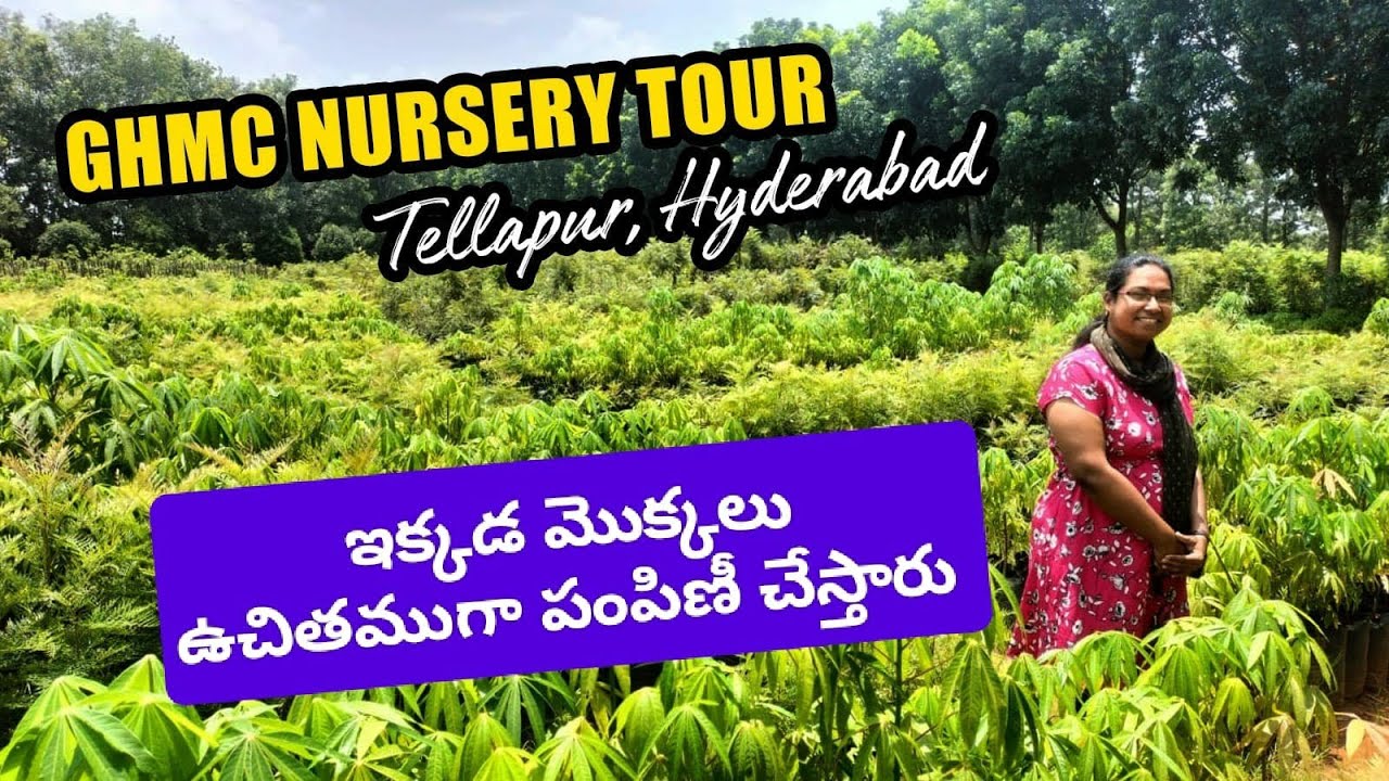 Tellapur Hyderabad GHMC Urban Forestry Nursery tour|| ఇక్కడ ఉచితంగా మొక్కలు పంపిణీ చేస్తారు