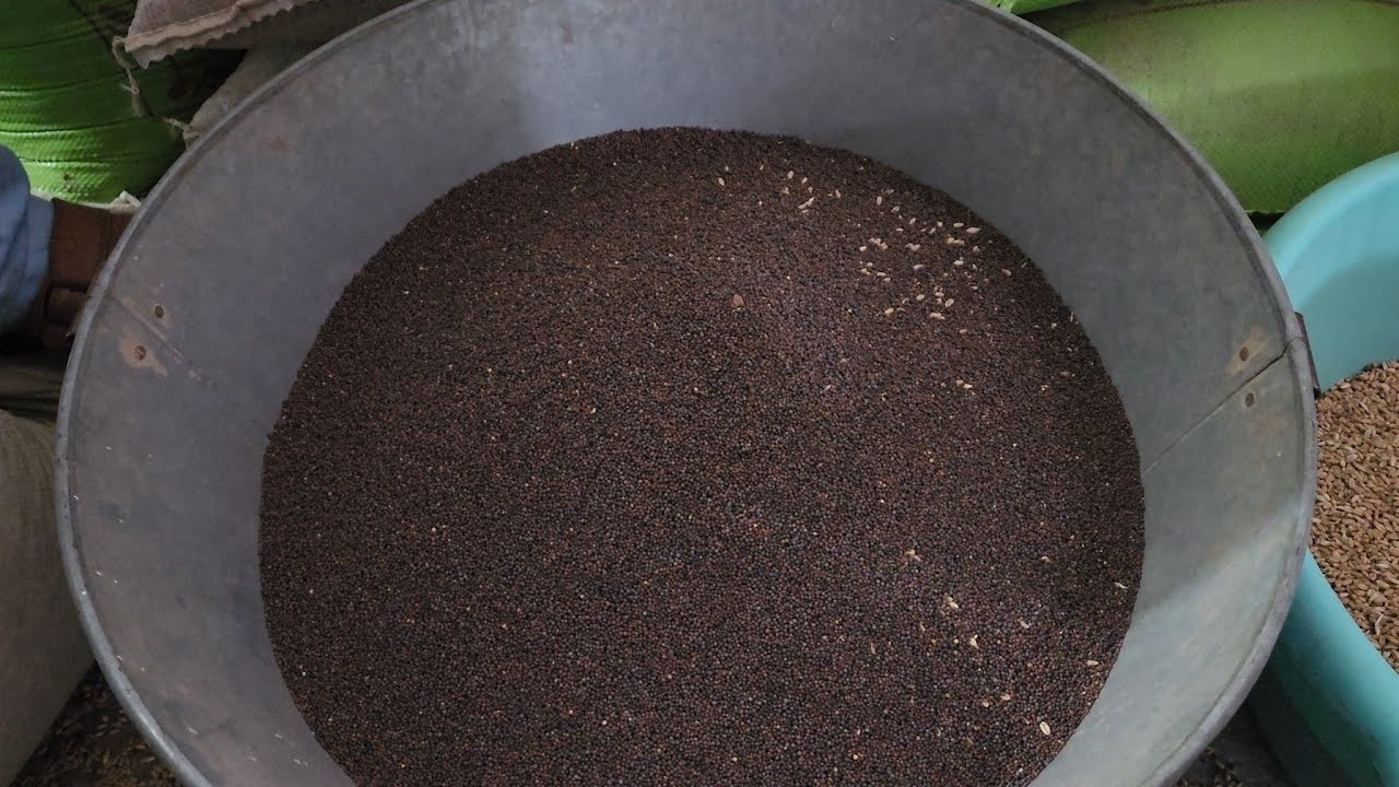 Pigeon food during Molting | Kabootar Ka Dana