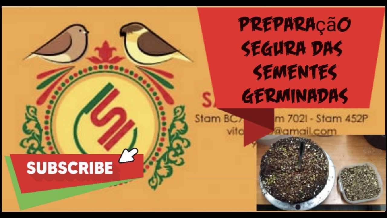 Preparação de sementes germinadas sem fungos