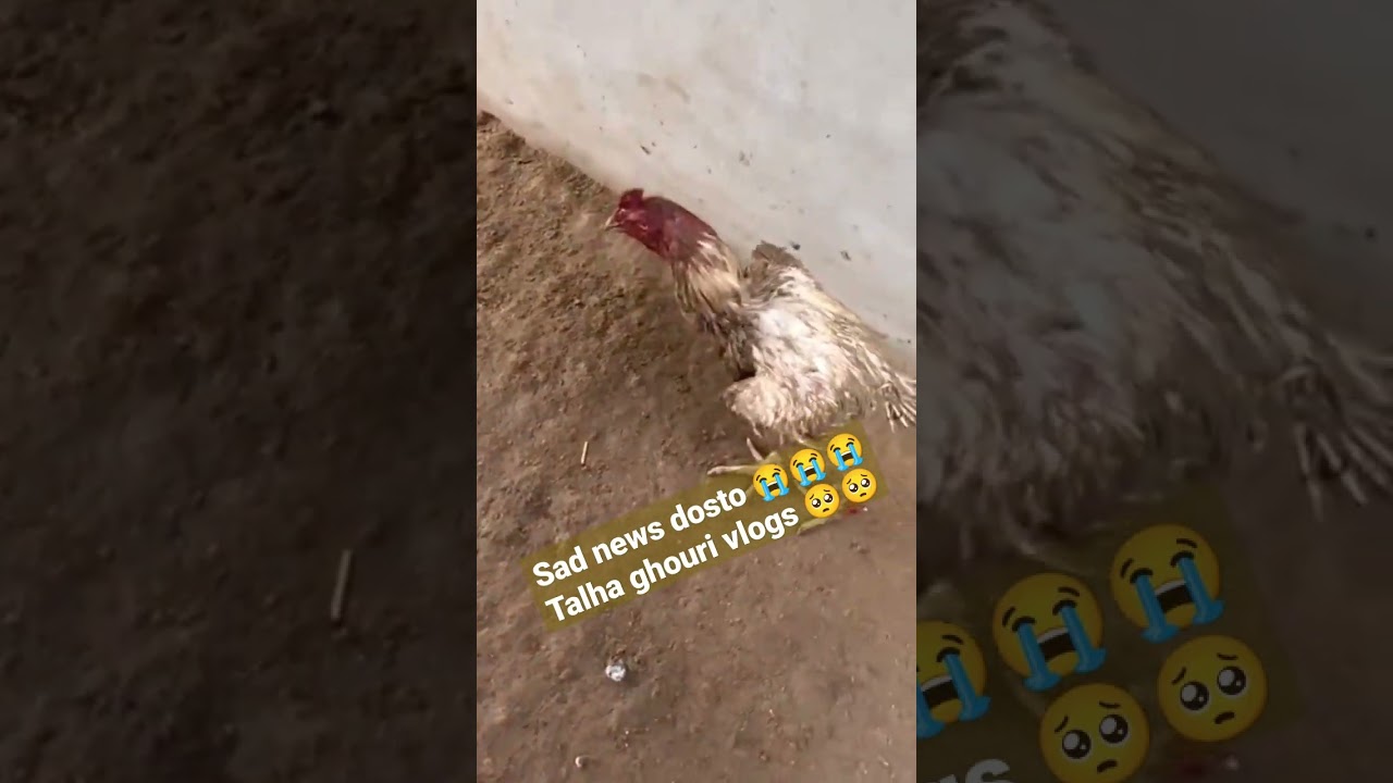 sad news 😭😭 talha ghouri vlogs #short #talhaghourivlogs #shehrmaindihat