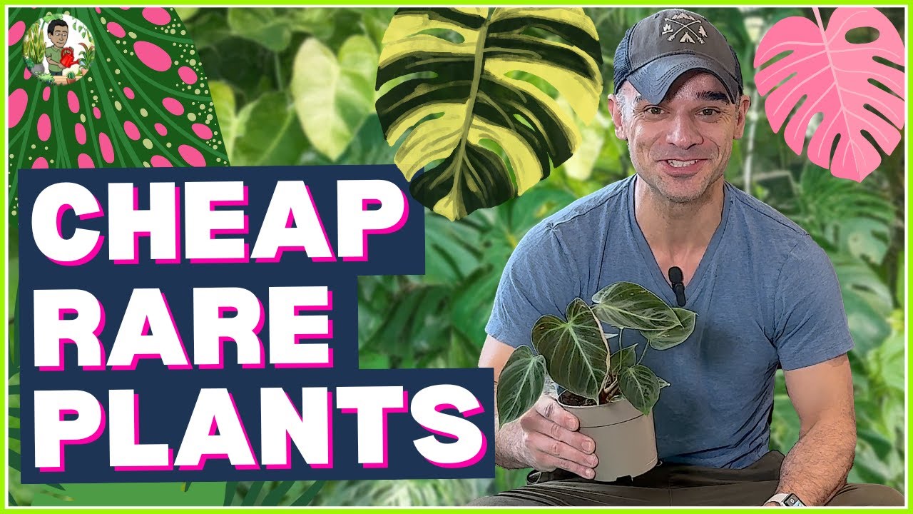 From Luxury to Low-Cost: Plants That Became Affordable in 2025