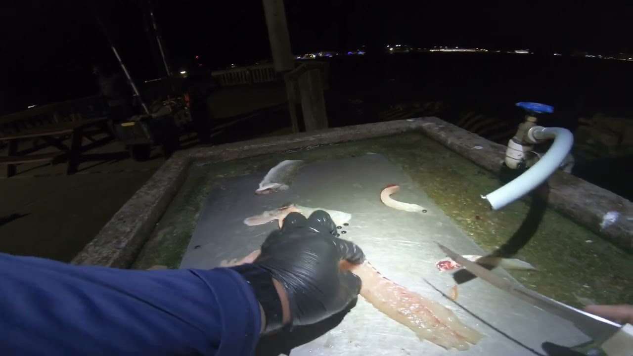 How to Filet A Fish (Speckled Trout)