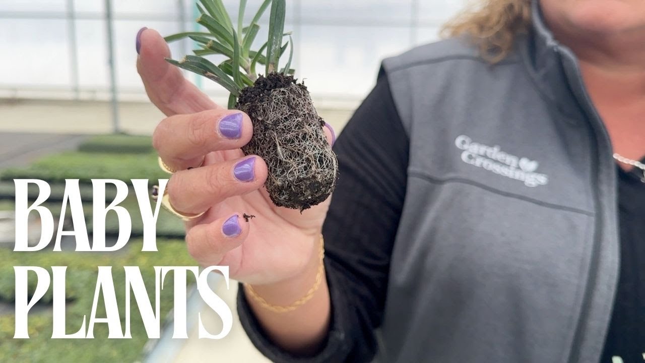A look into our greenhouse, and how your plants start