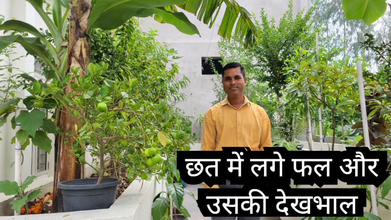 Terrace Fruit Garden and It's Care