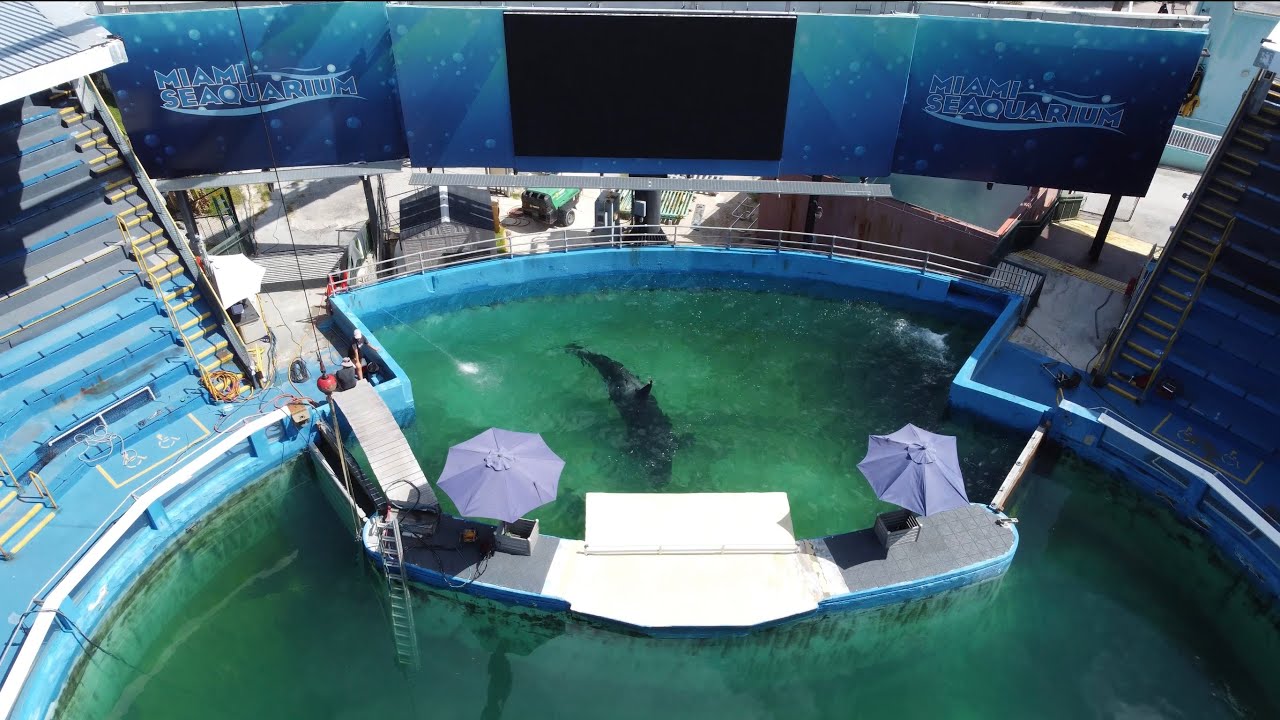 Ballena Orca De Miami Lolita | Encerrada en un estanque de 6 x 10 - VerdoO Mini-Docu