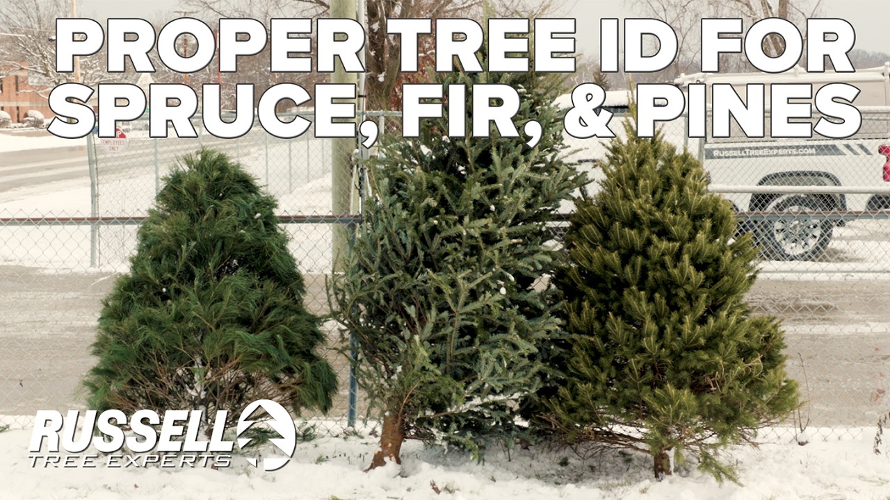 How to Correctly ID a Spruce, Fir, and Pine Tree!