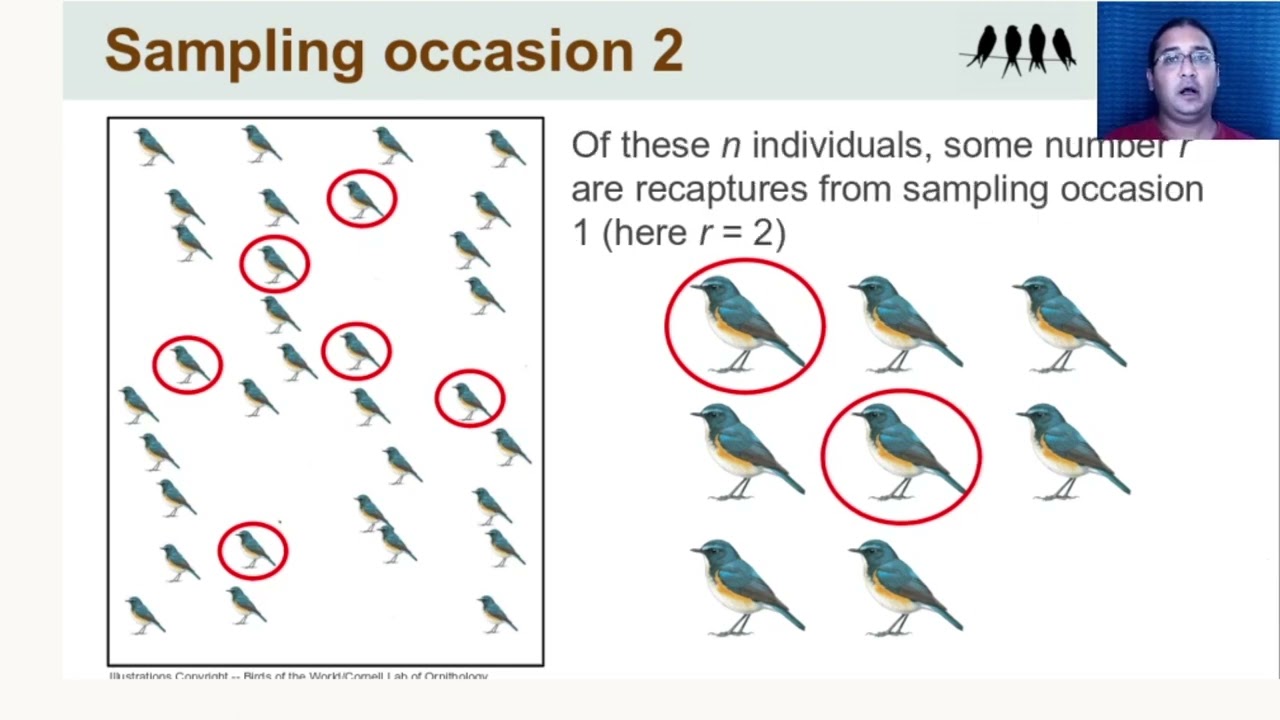 Studying bird populations and communities   Part 2