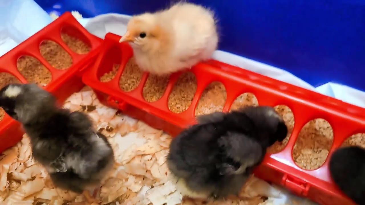 One week old chicks: How to tell if they are boys or girls