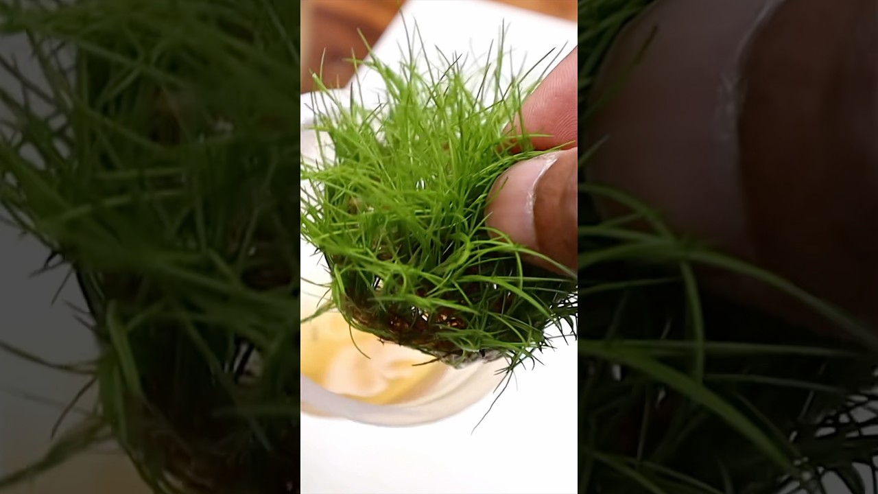 Planting Dwarf Hairgrass in the Aqua Garden