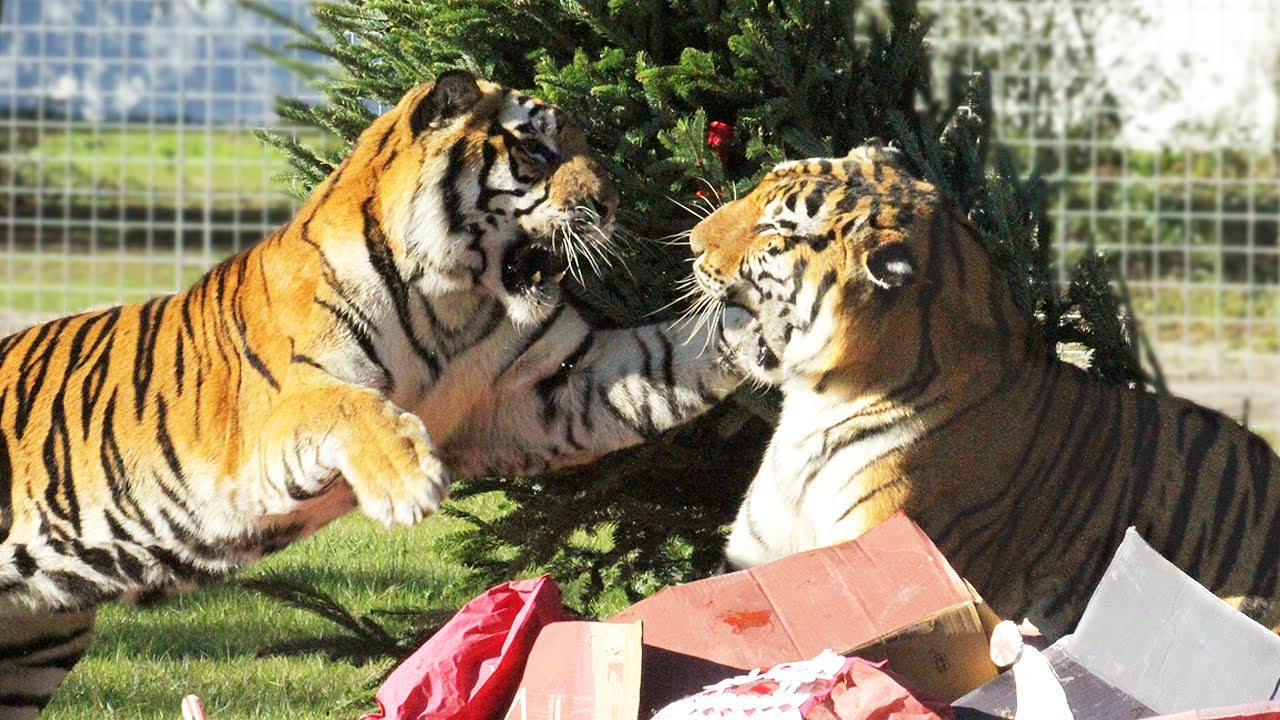 How Tigers Celebrate Christmas!