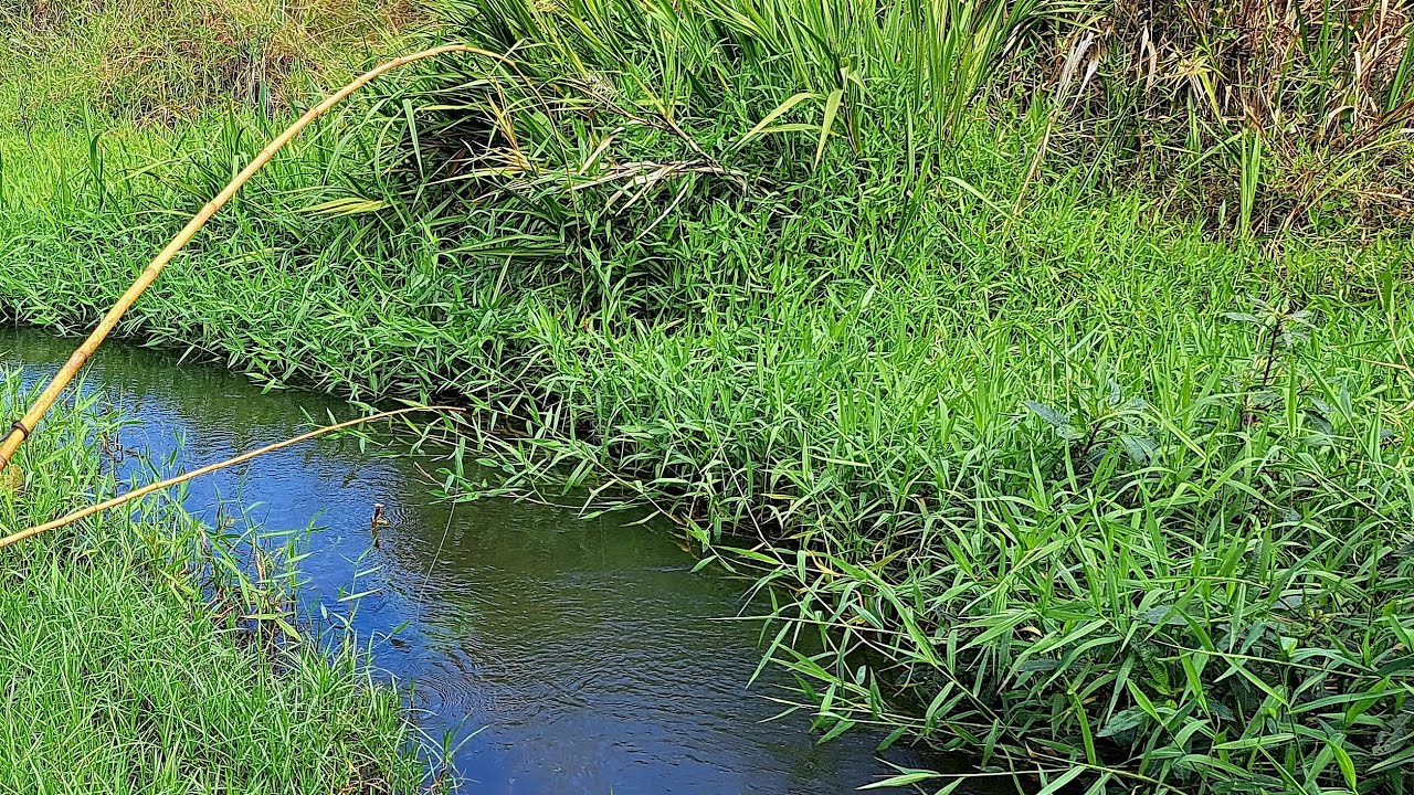 PESCARIA RAIZ NA CHUVA E CORREGO LOTADO DE PEIXES ATÉ NA MATA ATRANTICA!!!