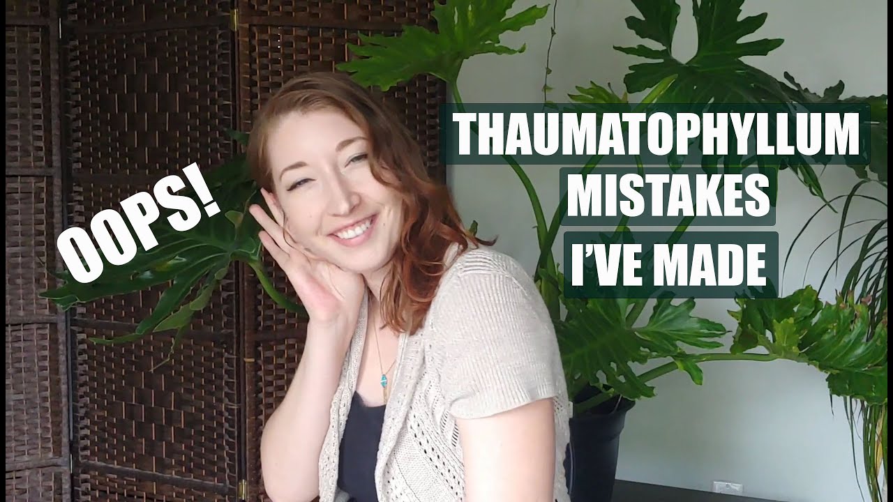 THAUMATOPHYLLUM BIPINNATIFIDUM MISTAKES I'VE MADE! TREE PHILODENDRON CARE JOURNEY AND TIPS