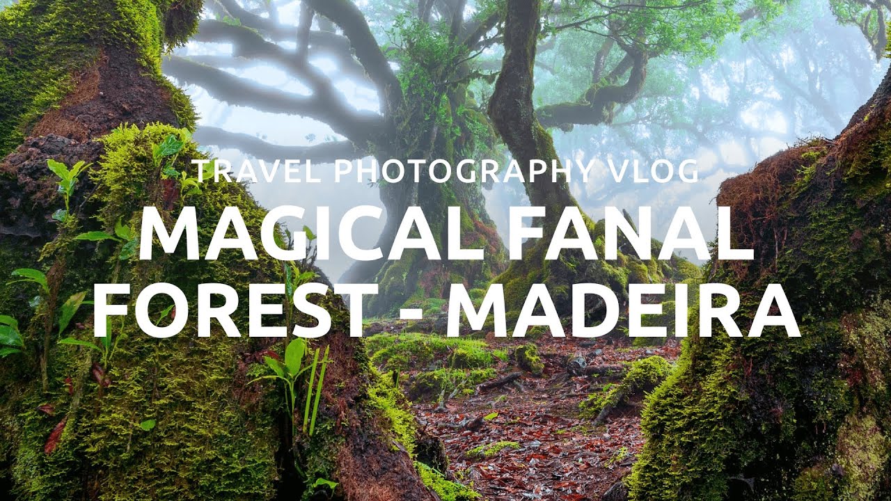 Photographing the Magical Fanal Forest | Madeira Travel Photography Vlog | Episode 1