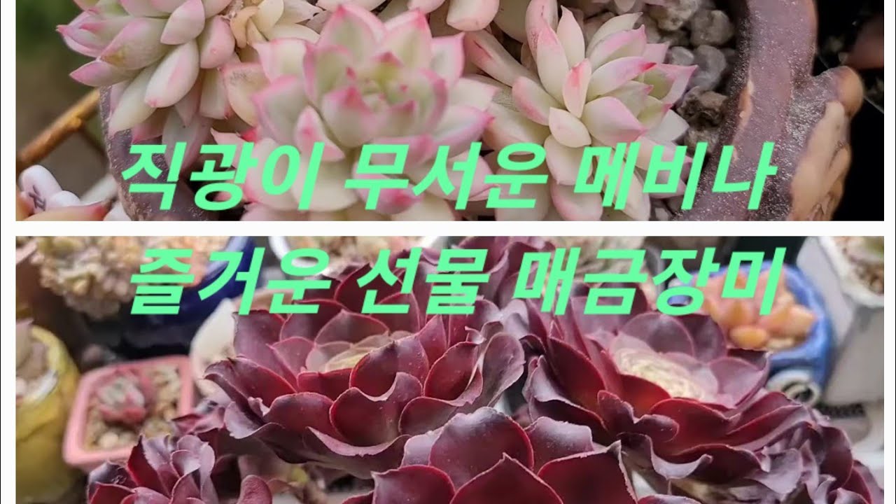 감동의 #매금장미 #에오니움 #환희다육 #이벤트당첨