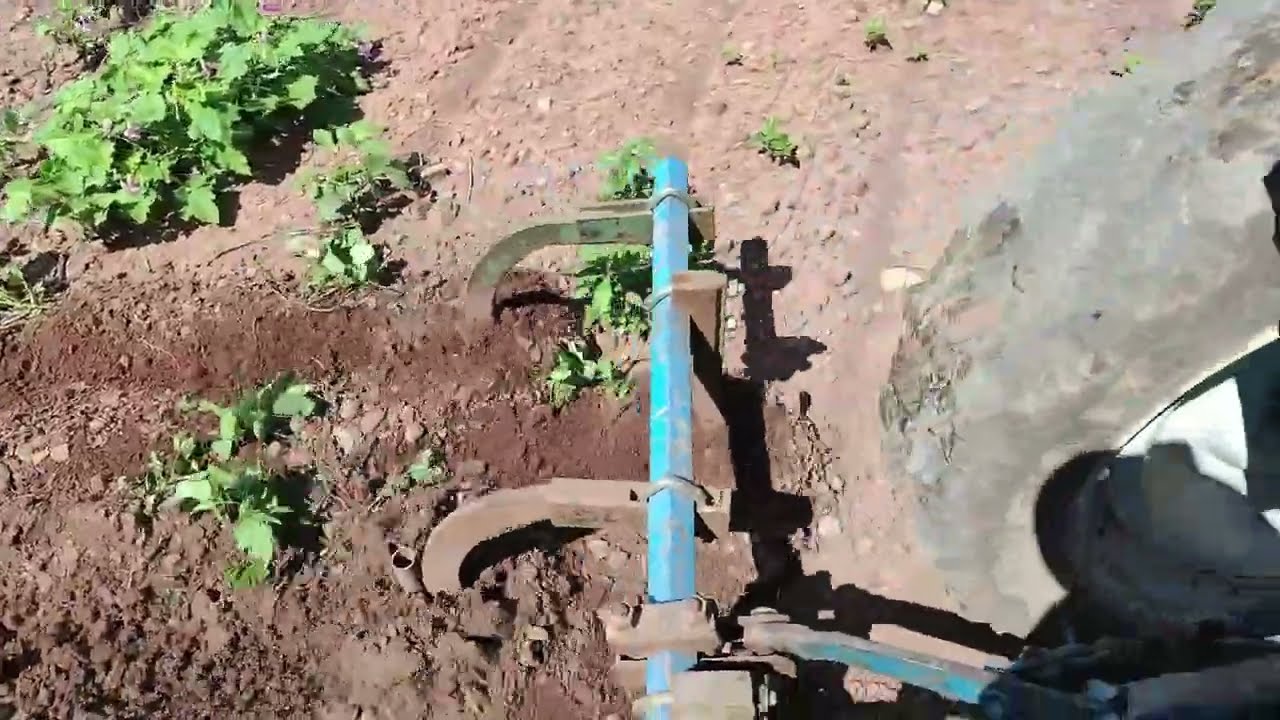 Empezando a preparar la tierra para la siembra de frijol mungo (chino) Sinaloa 🚜