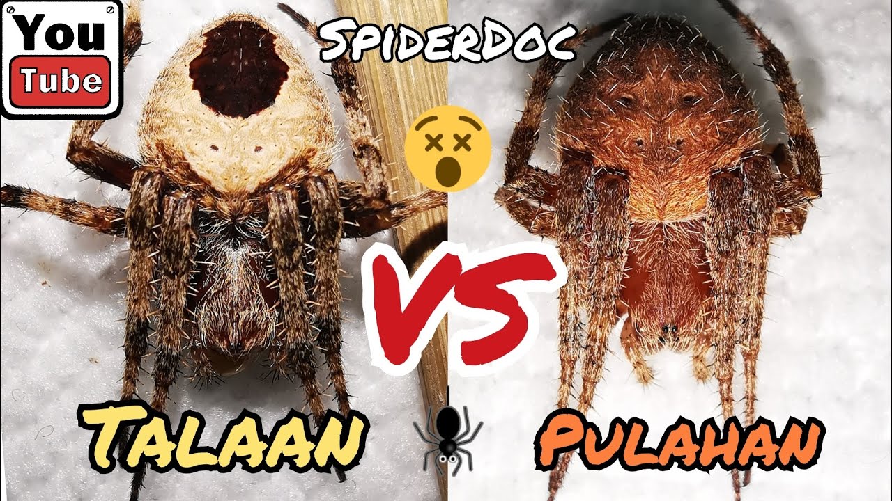 TALAAN vs PULAHAN. GENSAN LINES. Na EPIC COMEBACK. SPIDER FIGHT.