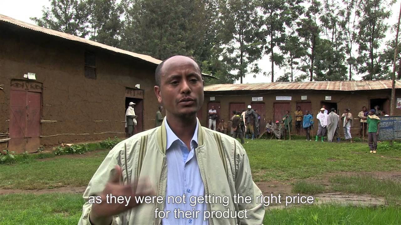 Improving the efficiency of the edible oil value chain in Ethiopia
