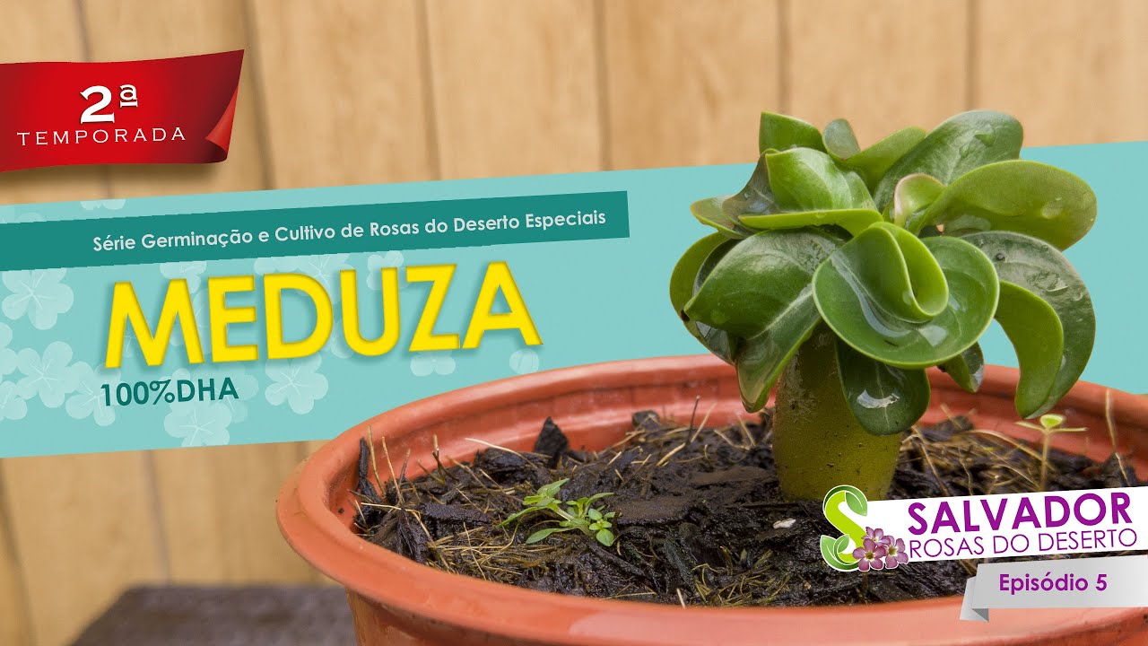 MEDUSA DHA se deixe apaixonar por esta rosa do deserto maravilhosa