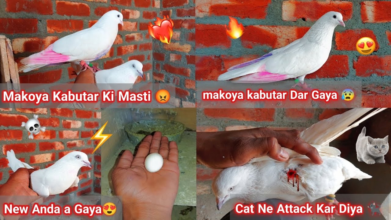 New Loft Mein Kabootar Release 🕊️ | Unexpected Cat Attack 😲 | Full Vlog Update 🕊️😰🙂