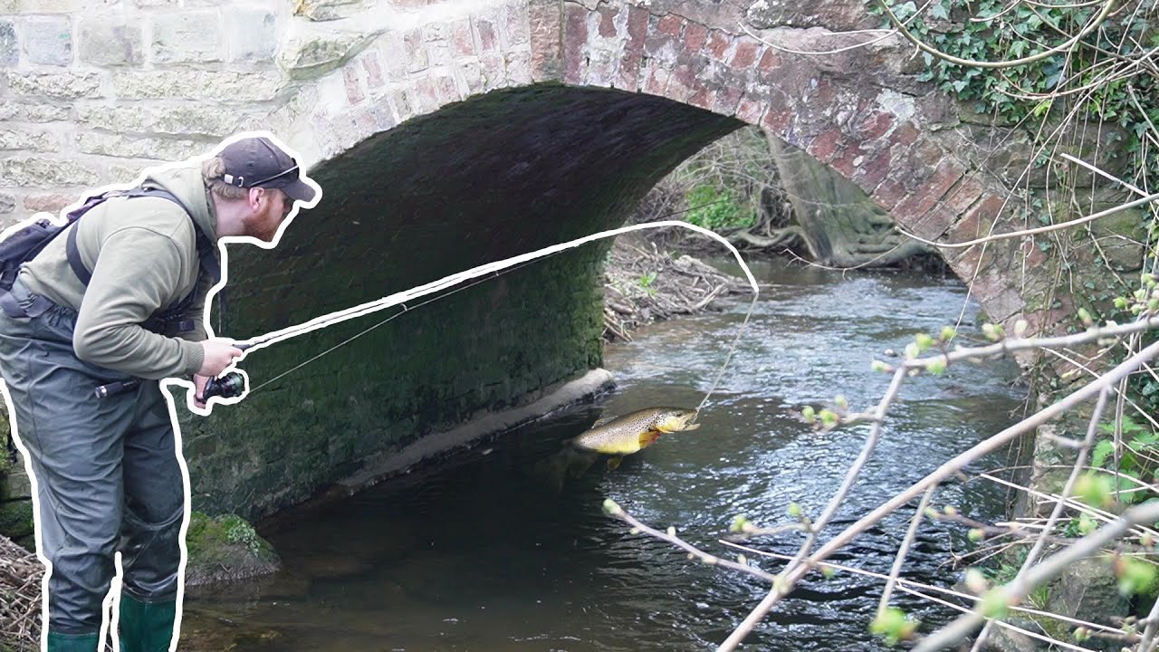 This Tiny Wild Stream Holds Some Beautiful Aggressive Fish!