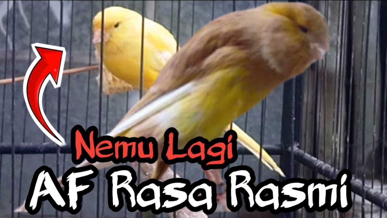 Efek Kebutuhan Lebaran Banyak Kenari Bagus Dijual Dipasar