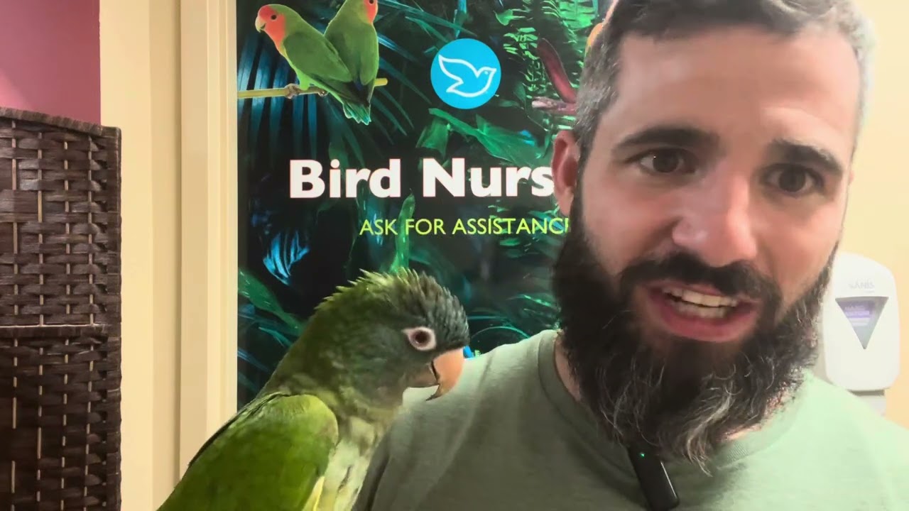 Learn About the Blue Crown Conure!