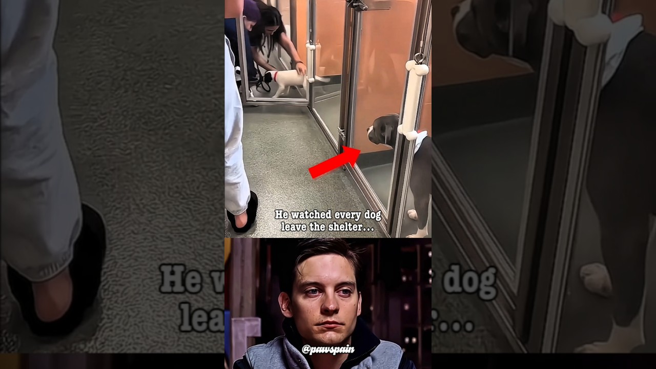 The Saddest Dog in the Shelter | Everyone Got Adopted&hellip; Except Him 💔