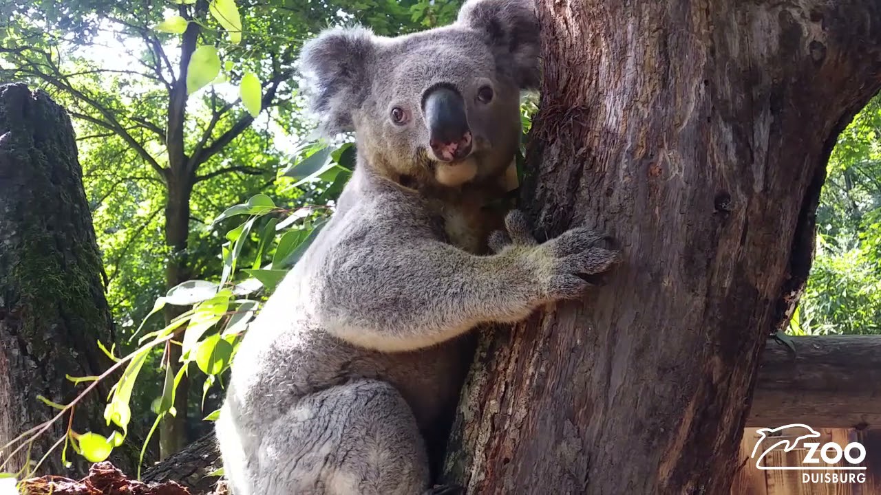 Koala Irwin erkundet neue Außenanlage im Zoo Duisburg