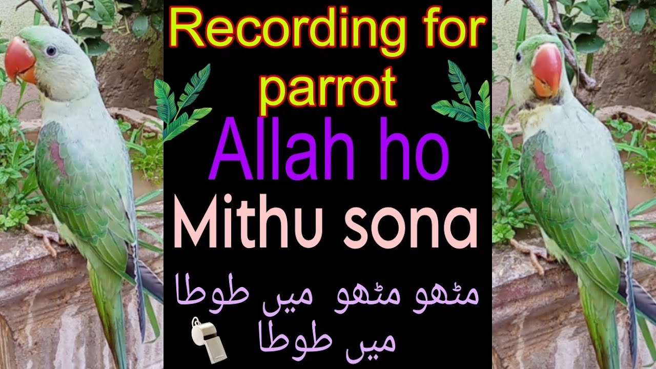 Recording for parrot | Talking parrot training | Toty ko batein sikhany ka asan tarika
