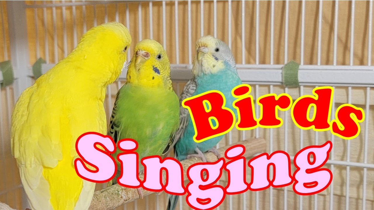 9 Hr Help Quiet Parakeets Sing Playing This, Cute Budgies Chirping. Reduce Stress of lonely Birds