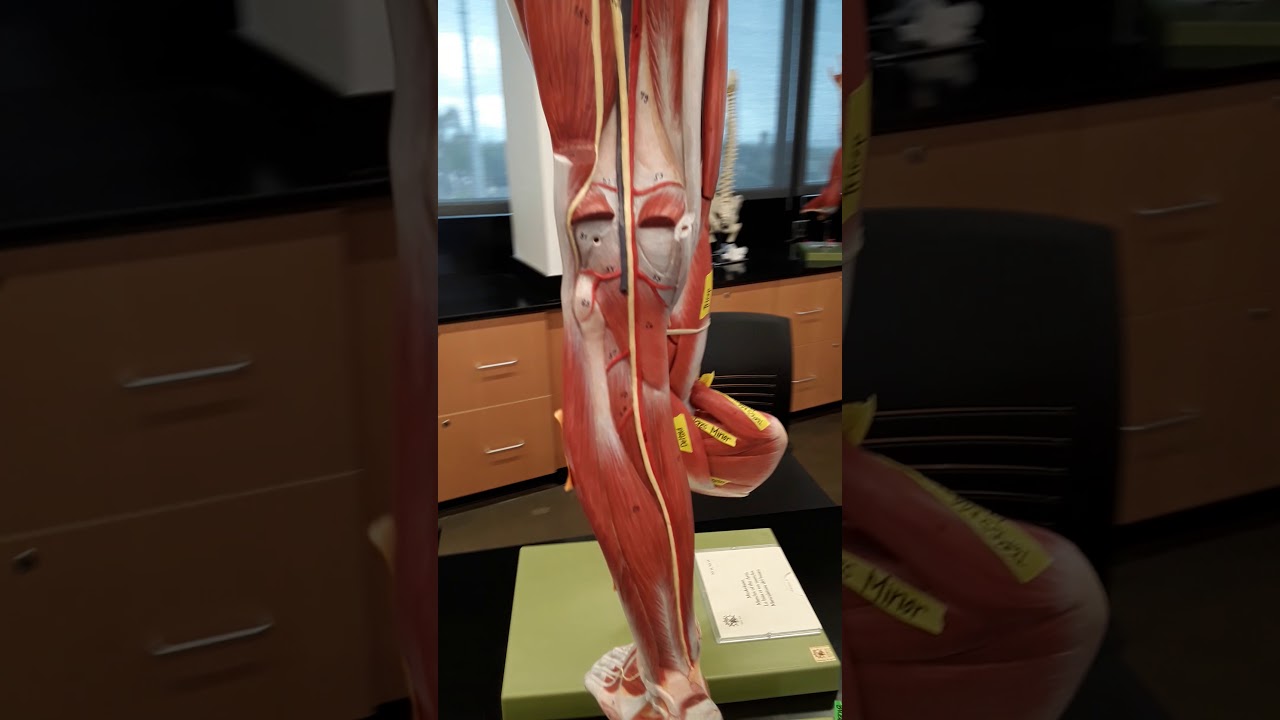 Leg model (visual)