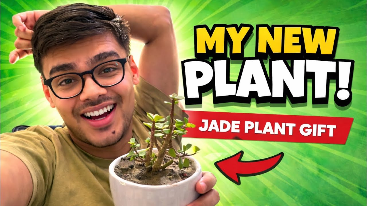 First Time Jade Plant Mila 🎁 | Kismat Badlegi?