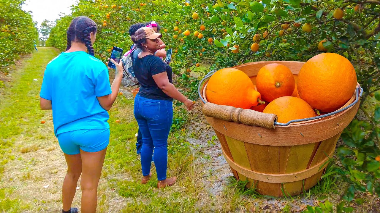 Florida Oranges Farm. How Oranges Are Harvested in The Garden. Walking Tour. Travel Guide 4K
