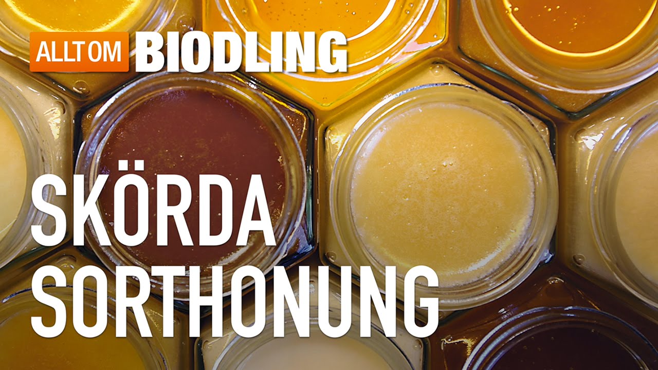 Skörda sorthonung - Honung - Biodling
