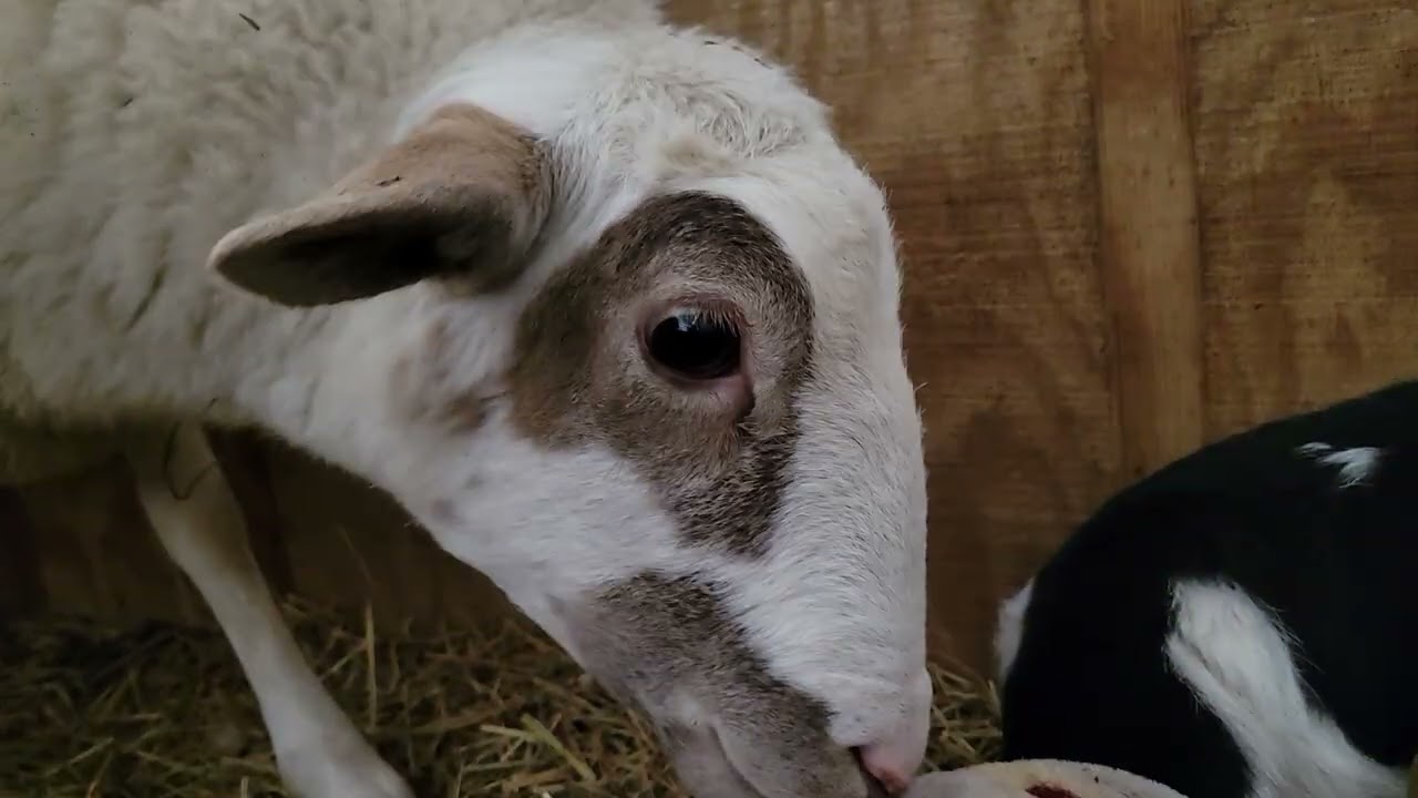 Day 2 for baby lamb