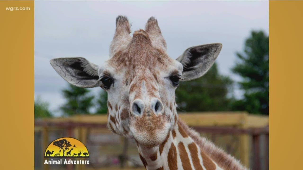 April the Giraffe passes away at age of 20