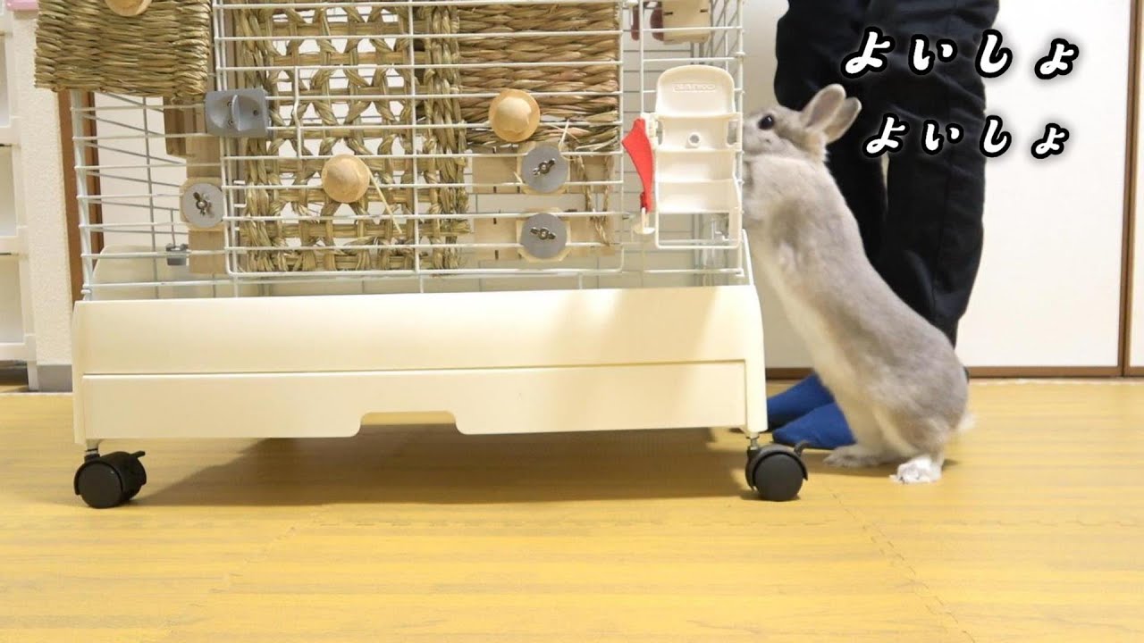 飼い主と一緒にケージを押す健気なうさぎさんの映像がこちら